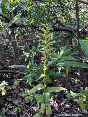 Habenaria floribunda