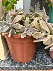Graptopetalum