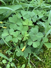 Oxalis dillenii