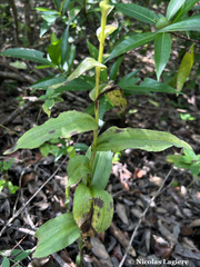 Habenaria floribunda