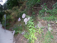 Trachelium caeruleum