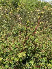 Cliffortia ferruginea