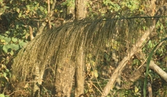 Phragmites australis