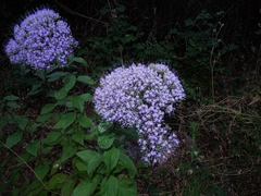 Trachelium caeruleum