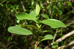 Azara uruguayensis