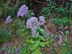 Trachelium caeruleum