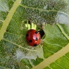 Coccinella algerica