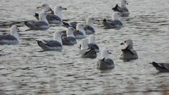 Larus armenicus