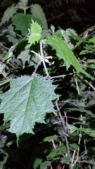 Urtica thunbergiana