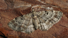 Eupithecia abietaria