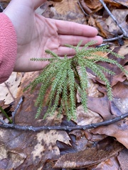 Dendrolycopodium