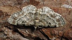 Eupithecia abietaria
