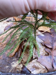 Dendrolycopodium