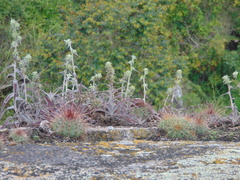 Orthophytum disjunctum