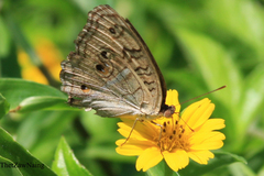 Junonia almana almana