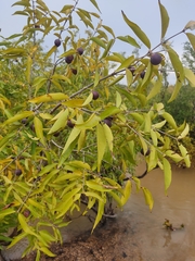Myrciaria dubia
