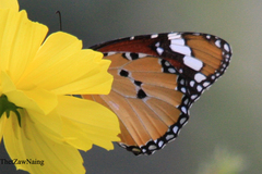 Danaus chrysippus chrysippus