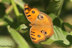Junonia almana almana