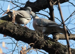 Columba palumbus