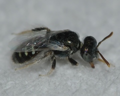 Perdita ignota