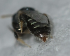 Perdita ignota