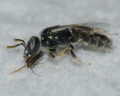 Perdita ignota
