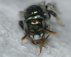 Perdita ignota