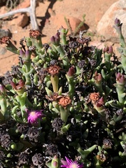 Smicrostigma viride
