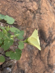 Hibiscus engleri