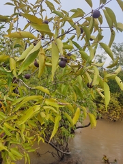 Myrciaria dubia