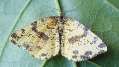 Pseudopanthera macularia