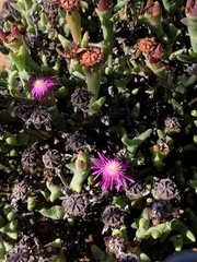 Smicrostigma viride