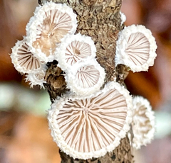 Schizophyllum commune