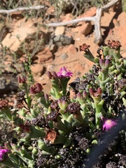 Smicrostigma viride