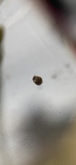 Ostracoda