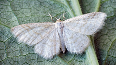 Idaea pallidata
