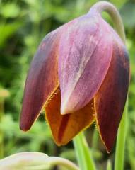Calochortus purpureus