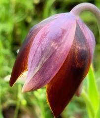 Calochortus purpureus