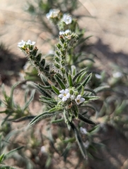 Johnstonella