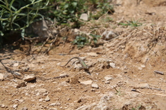 Podarcis melisellensis