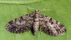 Eupithecia tantillaria
