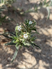 Johnstonella