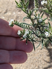 Johnstonella
