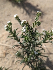 Johnstonella