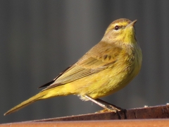 Setophaga palmarum hypochrysea