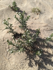 Johnstonella