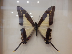 Eurytides dioxippus lacandones