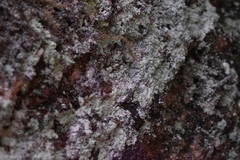 Lichinomycetes