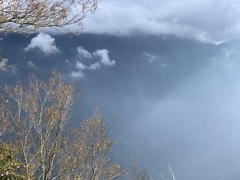 Liquidambar formosana