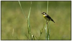 Crithagra citrinipectus